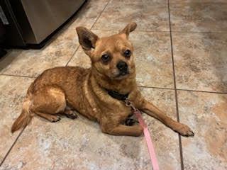Enlarge Cheddar, a ADOPTABLE mixed breed in Albuquerque, NM image 1/1