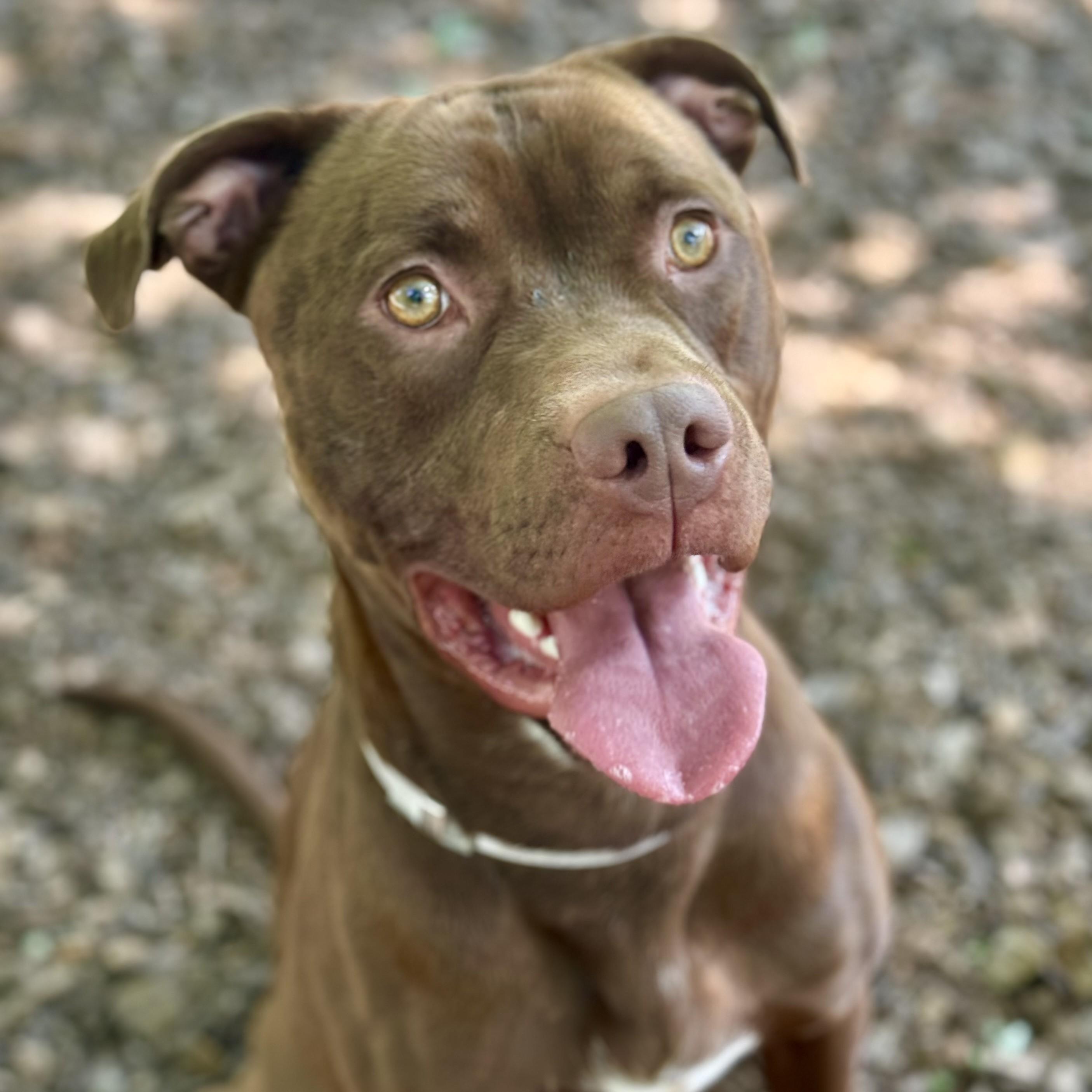 Enlarge Redford- 53367, a ADOPTABLE mixed breed in Columbia, MD image 4/4