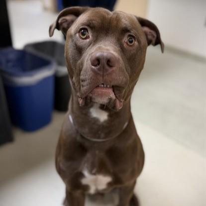 Enlarge Redford- 53367, a ADOPTABLE mixed breed in Columbia, MD image 2/4