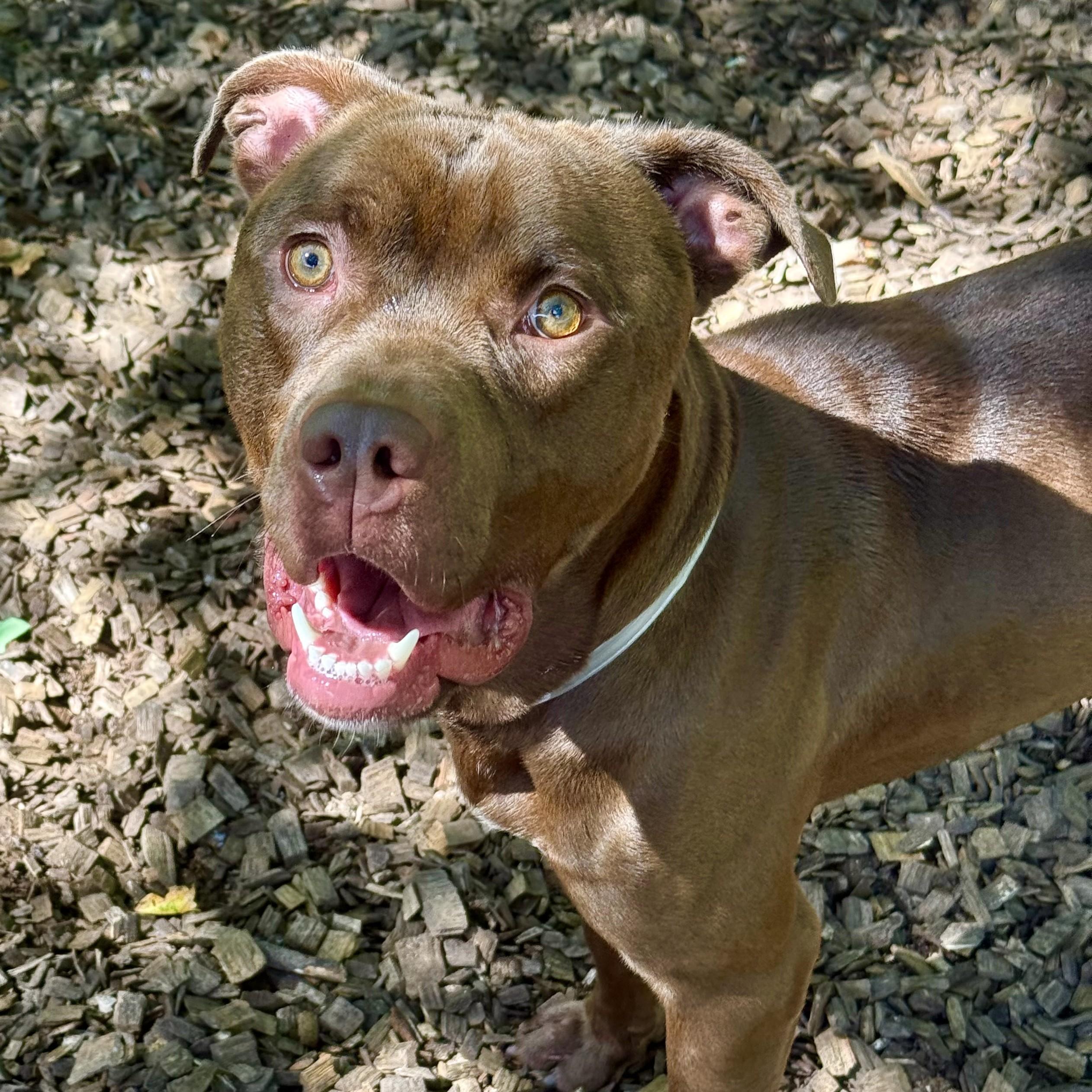 Enlarge Redford- 53367, a ADOPTABLE mixed breed in Columbia, MD image 3/4
