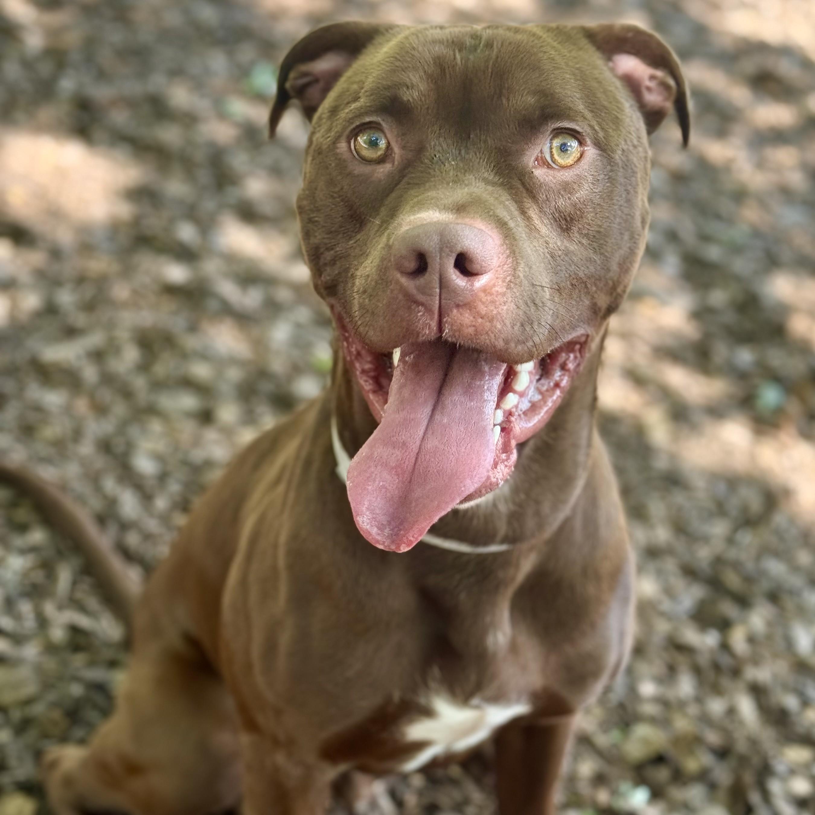 Redford- 53367, ADOPTABLE, Young Male Pit Bull Terrier.