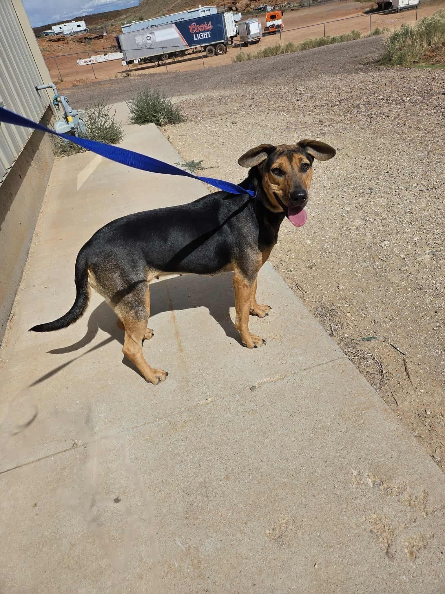 Sheba, an adoptable Mixed Breed in Roosevelt, UT, 84066 | Photo Image 5