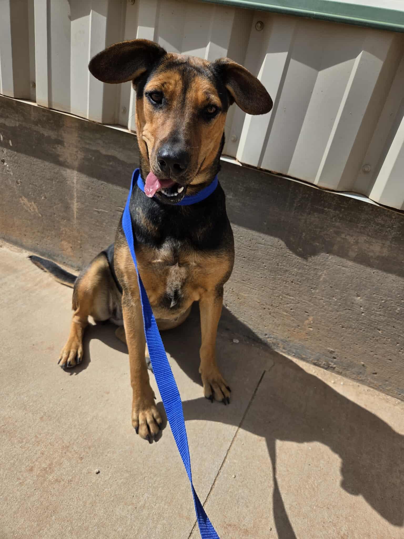 Sheba, an adoptable Mixed Breed in Roosevelt, UT, 84066 | Photo Image 1