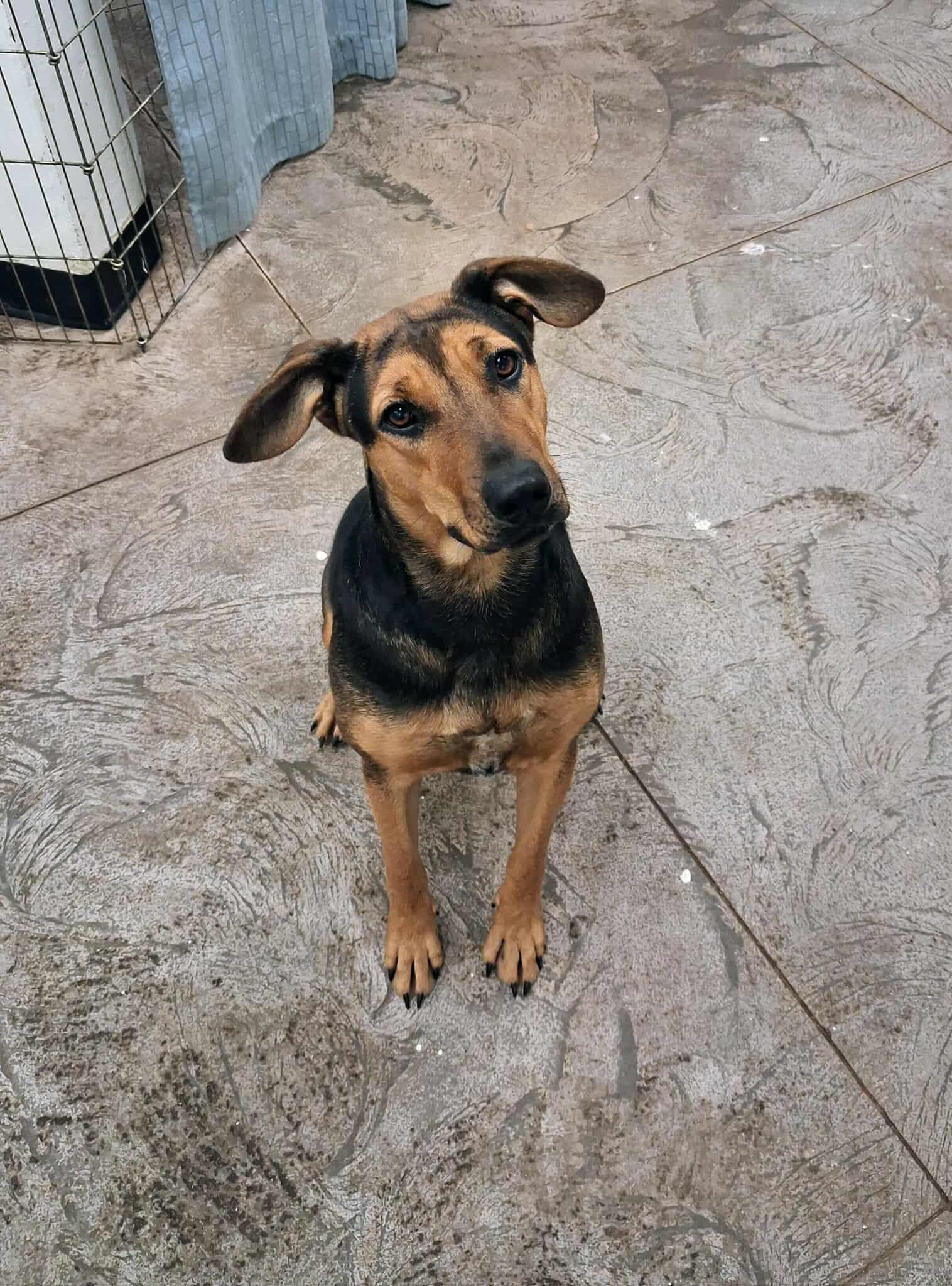 Sheba, an adoptable Mixed Breed in Roosevelt, UT, 84066 | Photo Image 2