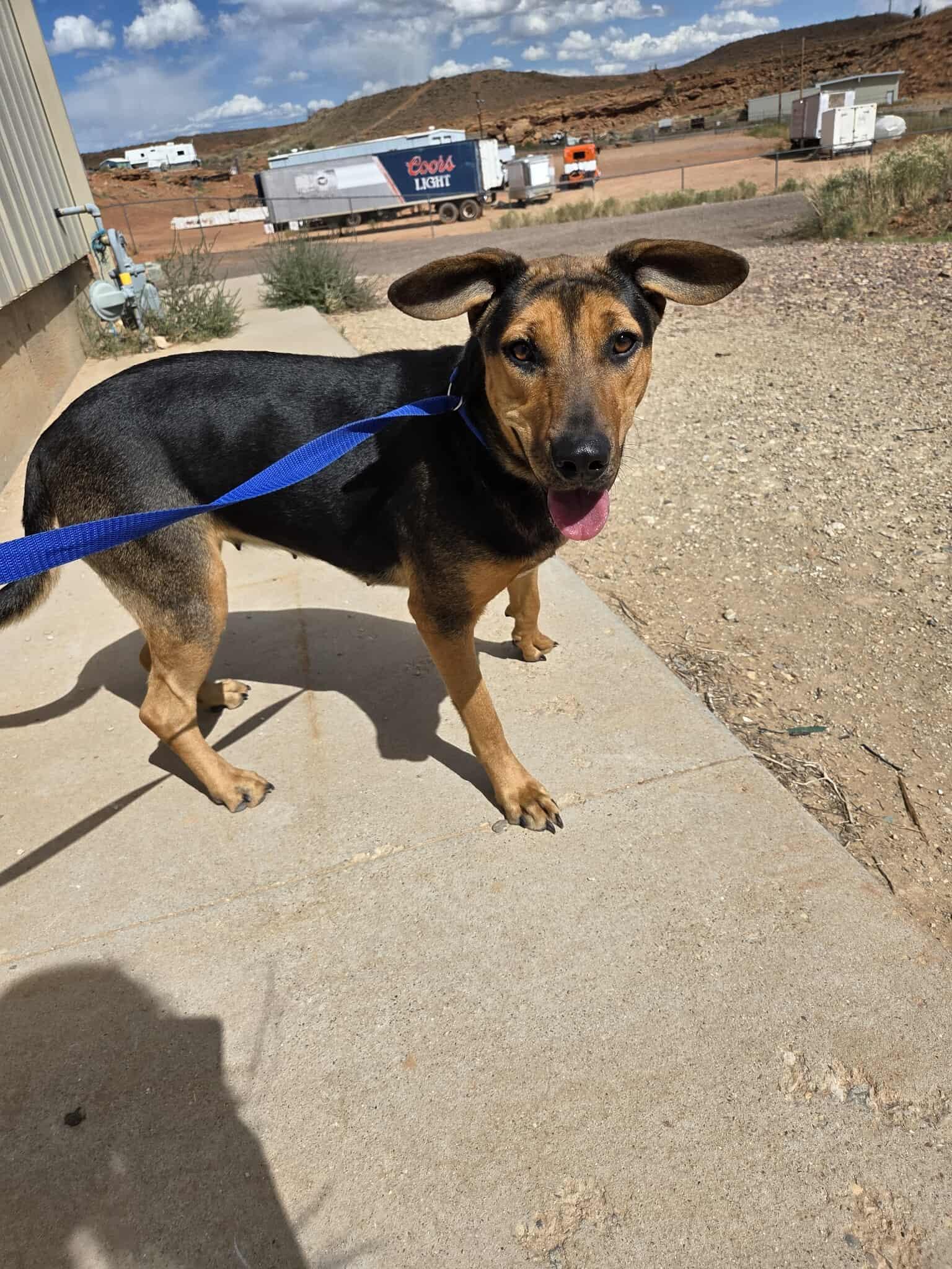 Sheba, an adoptable Mixed Breed in Roosevelt, UT, 84066 | Photo Image 3