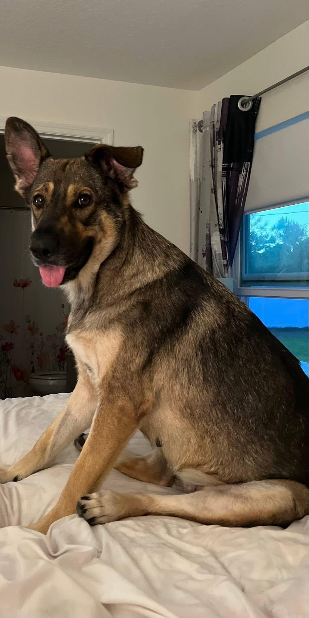 Enlarge Zara, a ADOPTABLE German Shepherd Dog in Palm Bay, FL image 2/6