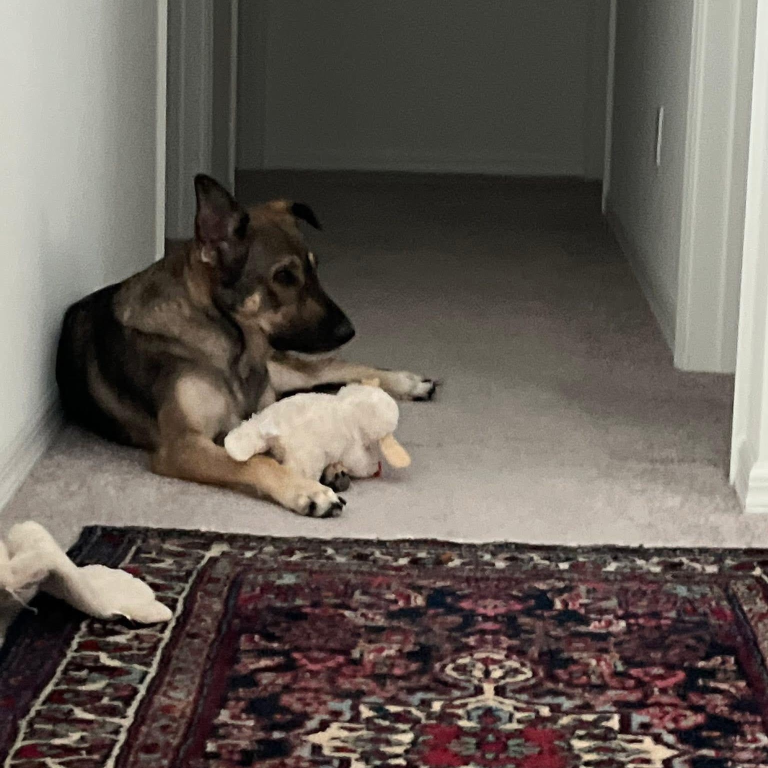 Zara, ADOPTABLE, Young Female German Shepherd Dog.