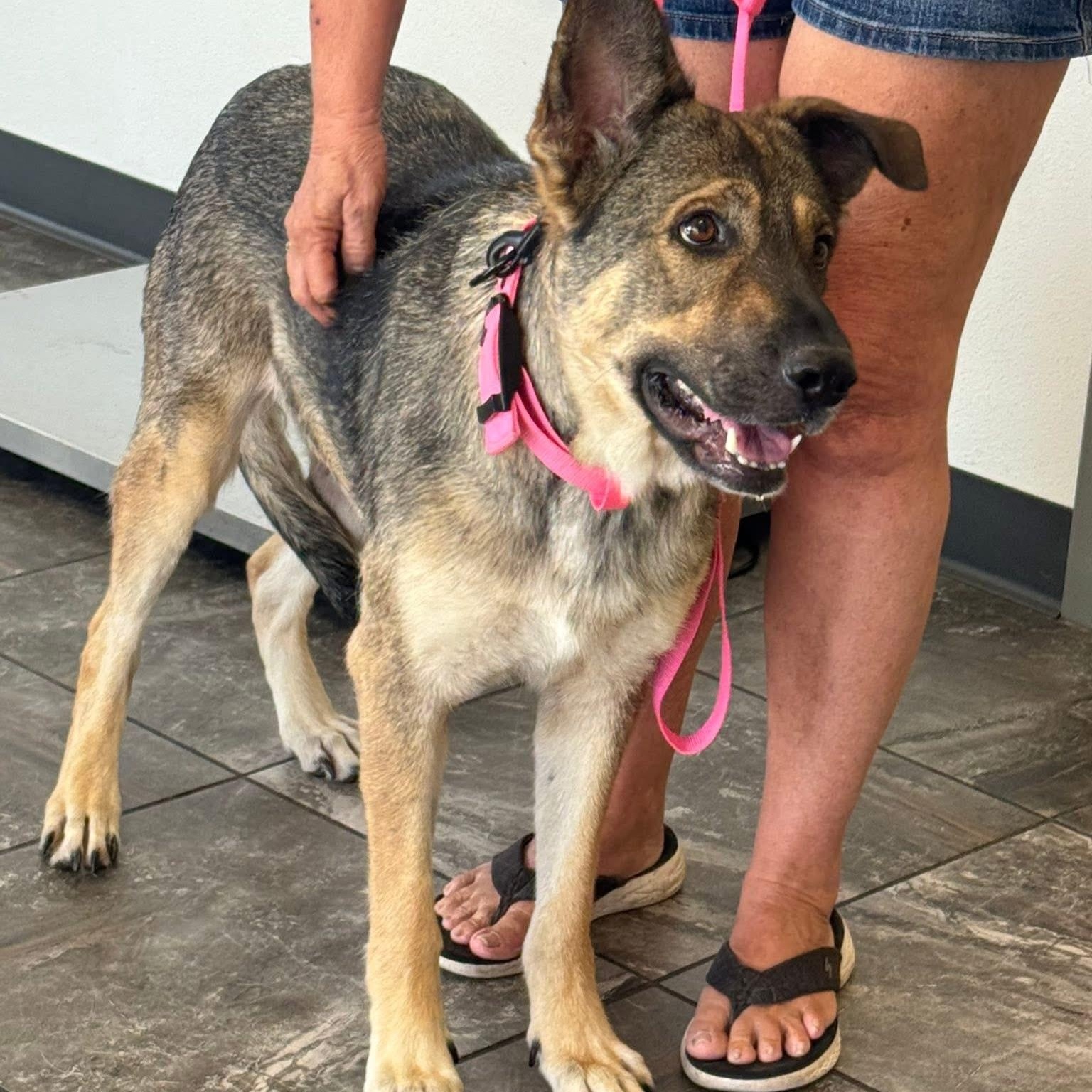 Enlarge Zara, a ADOPTABLE German Shepherd Dog in Palm Bay, FL image 5/6
