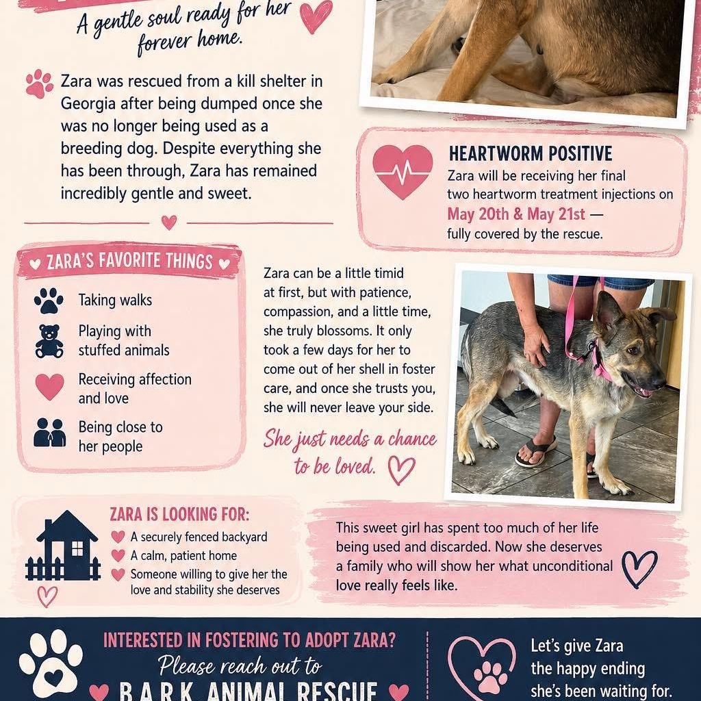 Enlarge Zara, a ADOPTABLE German Shepherd Dog in Palm Bay, FL image 6/6
