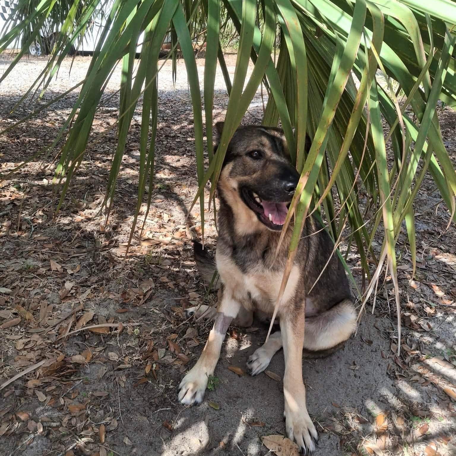 Enlarge Zara, a ADOPTABLE German Shepherd Dog in Palm Bay, FL image 3/6