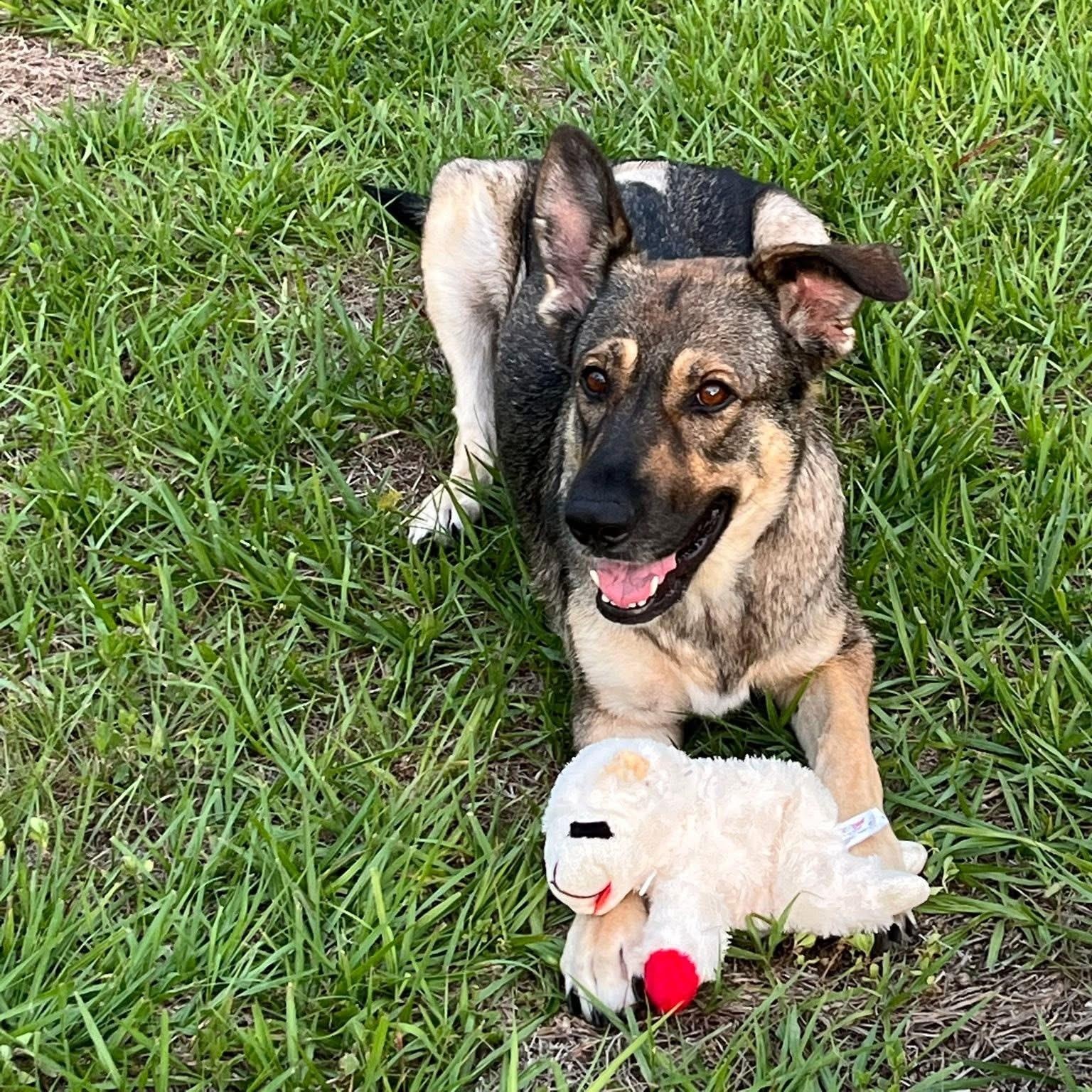 Enlarge Zara, a ADOPTABLE German Shepherd Dog in Palm Bay, FL image 4/6