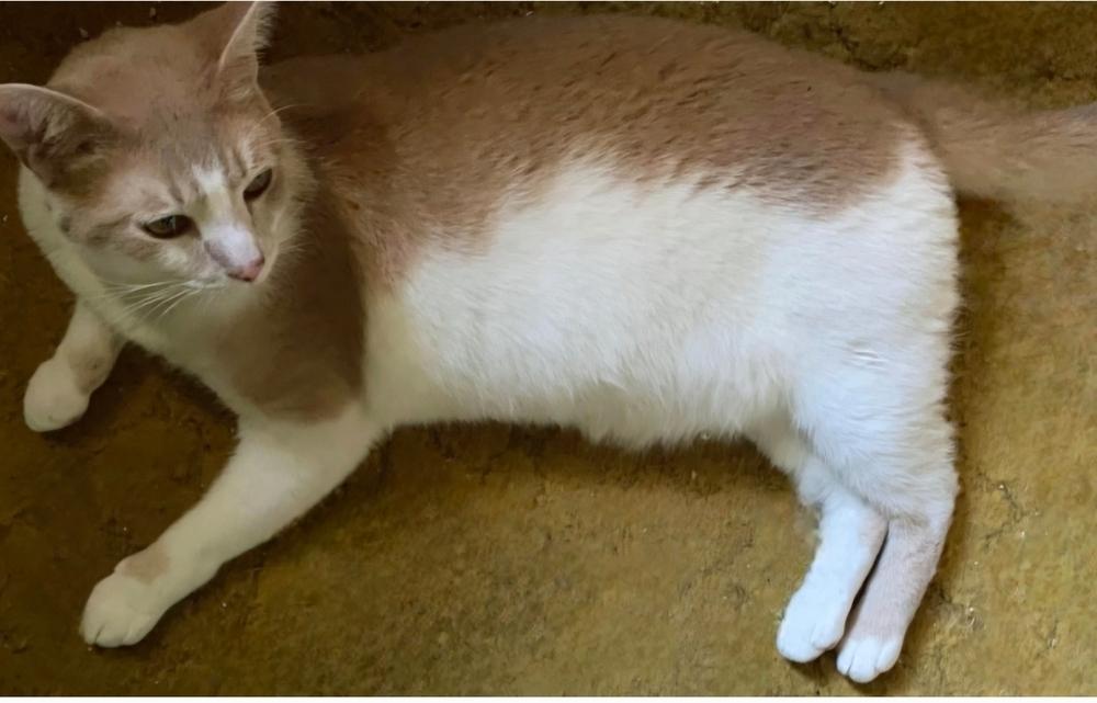 Enlarge Bubba, a Adoptable Domestic Short Hair in Wendell, NC image 1/1