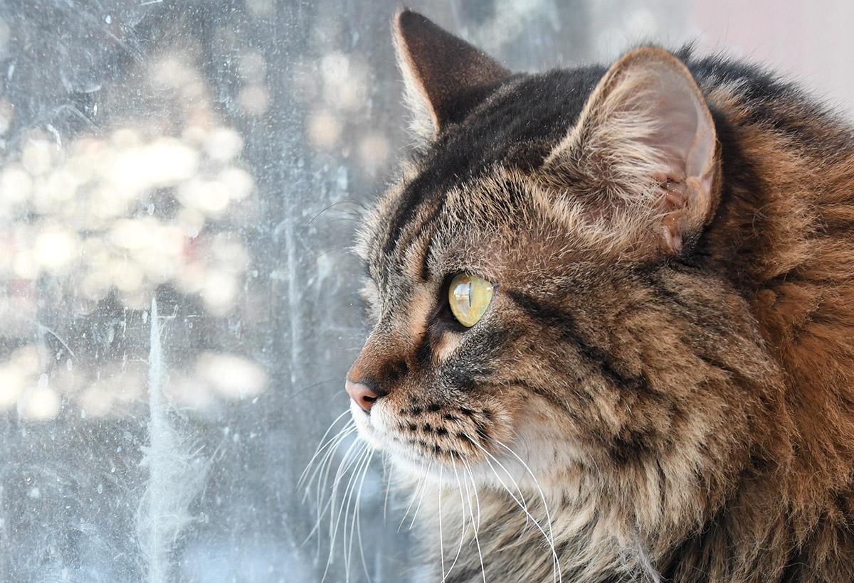Enlarge Bertha, a Adoptable Domestic Long Hair in Mokena, IL image 2/6