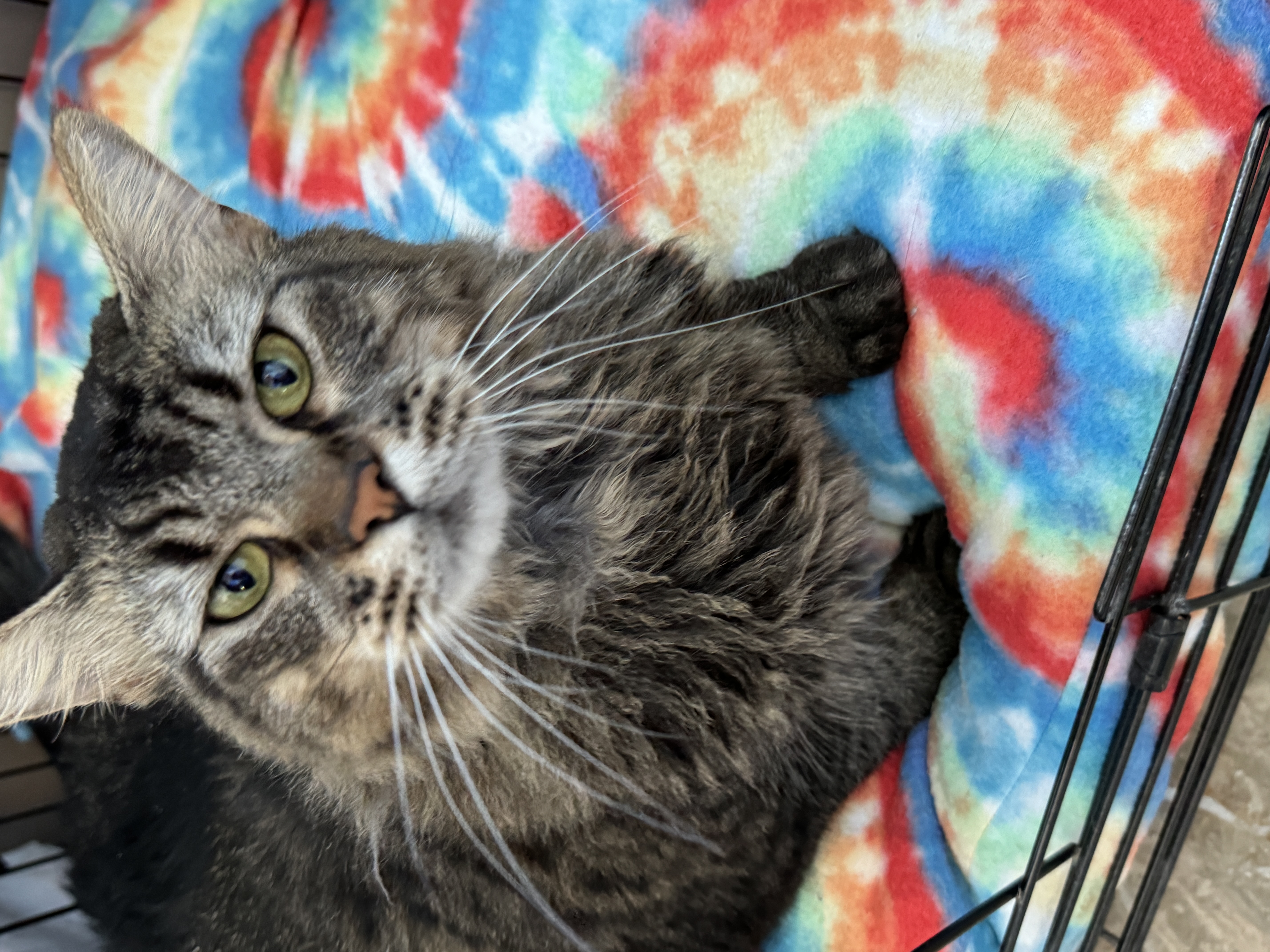 Enlarge Bertha, a Adoptable Domestic Long Hair in Mokena, IL image 6/6