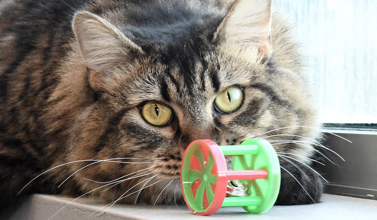 Enlarge Bertha, a Adoptable Domestic Long Hair in Mokena, IL image 1/6