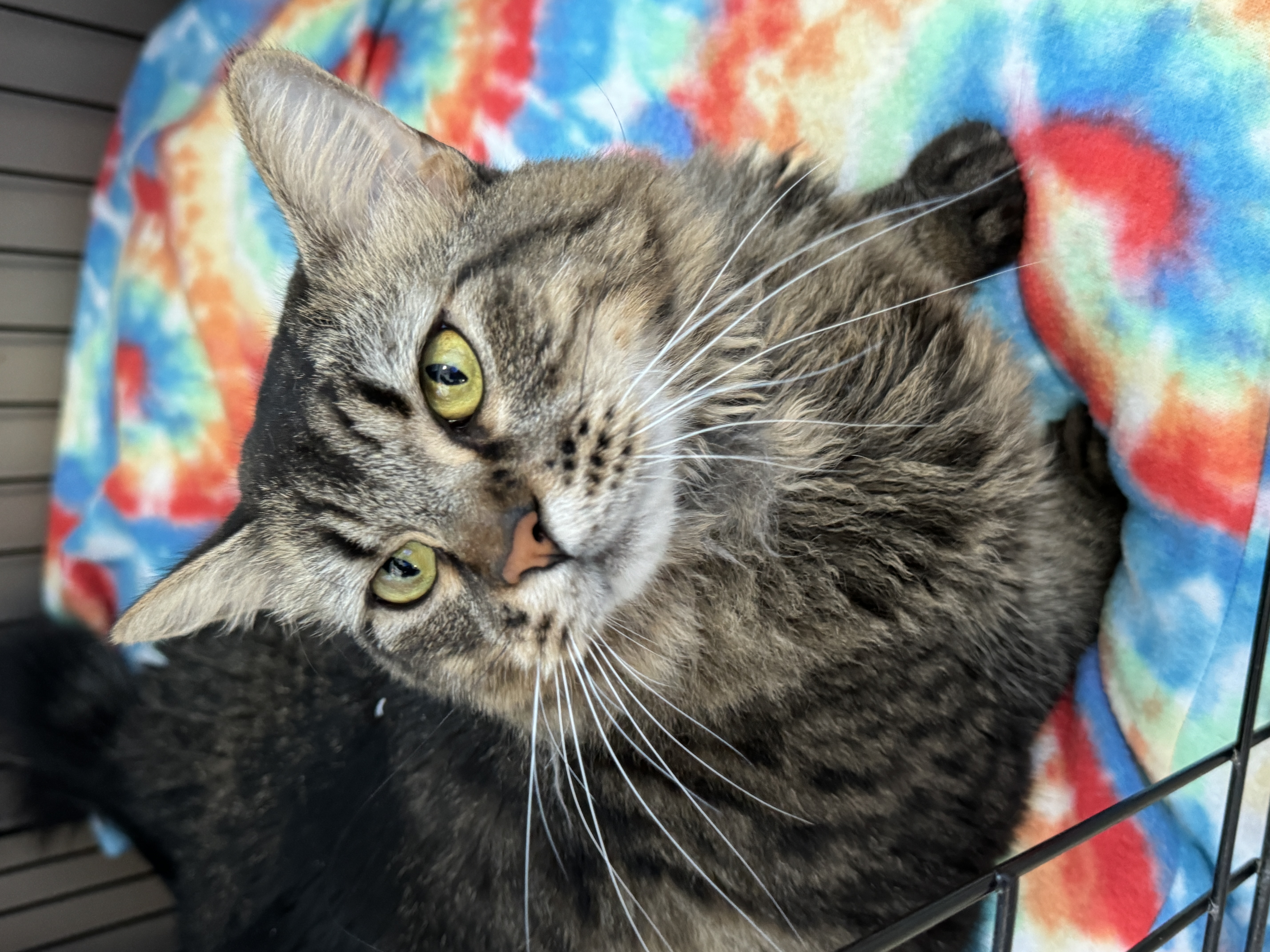 Enlarge Bertha, a Adoptable Domestic Long Hair in Mokena, IL image 4/6