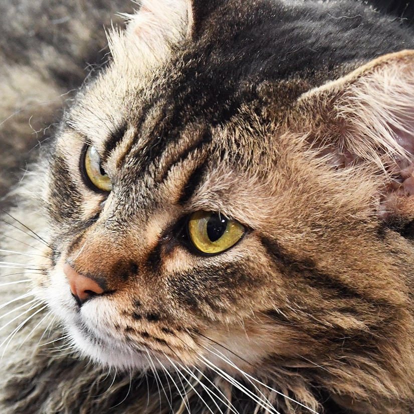 Enlarge Bertha, a Adoptable Domestic Long Hair in Mokena, IL image 5/6
