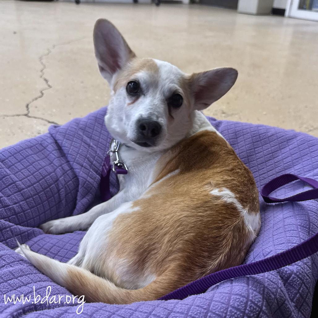 Willow, Adoptable, Senior Female Corgi & Chihuahua.