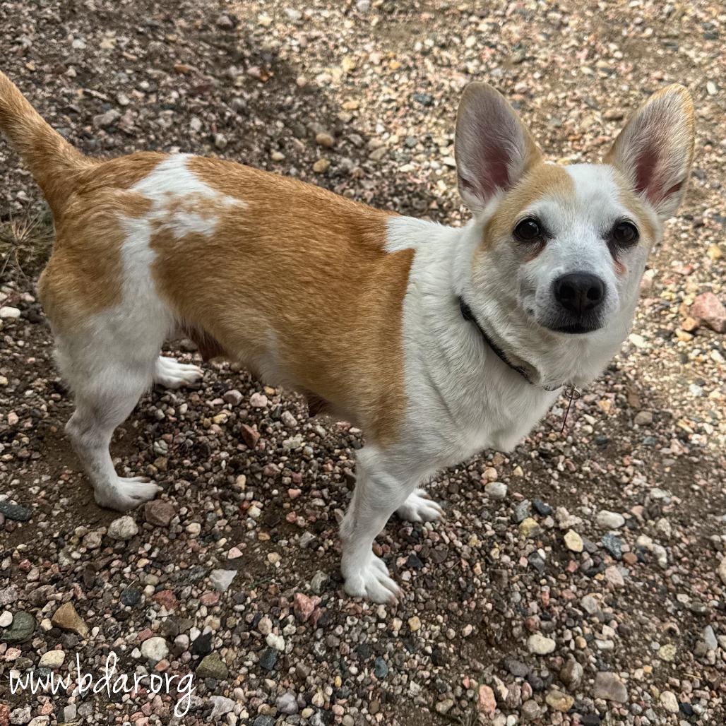 Enlarge Willow, a Adoptable mixed breed in Cheyenne, WY image 2/4