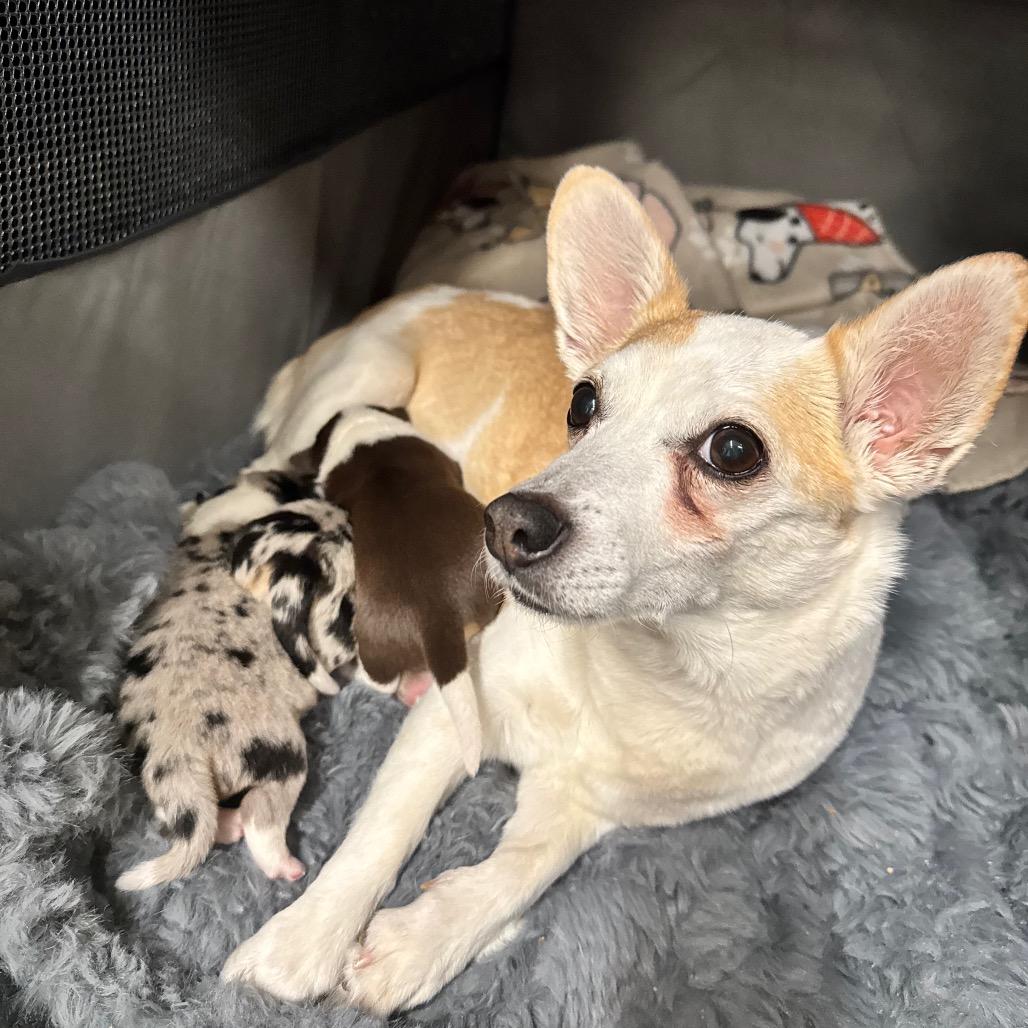 Enlarge Willow, a Adoptable mixed breed in Cheyenne, WY image 3/4