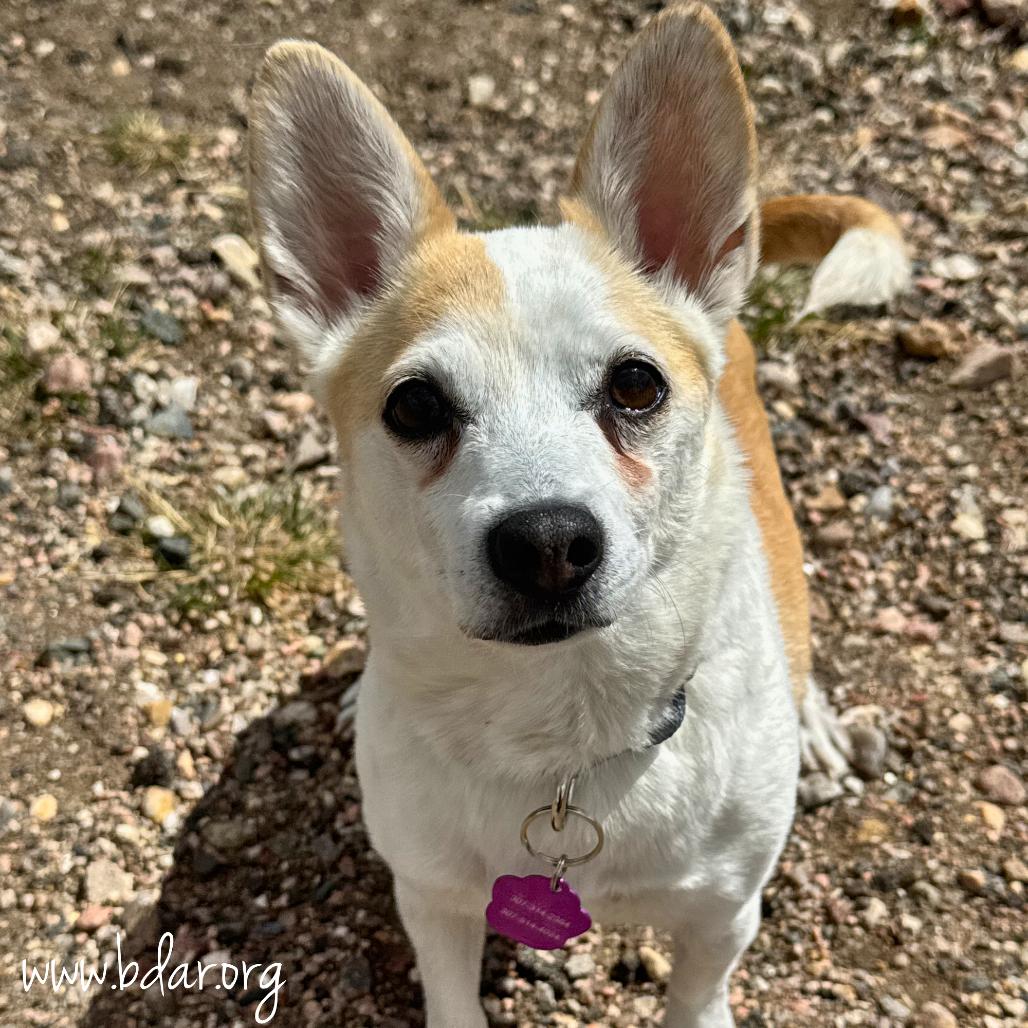 Enlarge Willow, a Adoptable mixed breed in Cheyenne, WY image 4/4