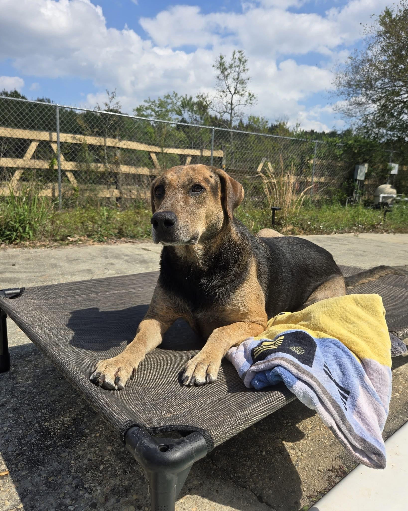 Enlarge Copper, a Adoptable mixed breed in Albany, NY image 5/6
