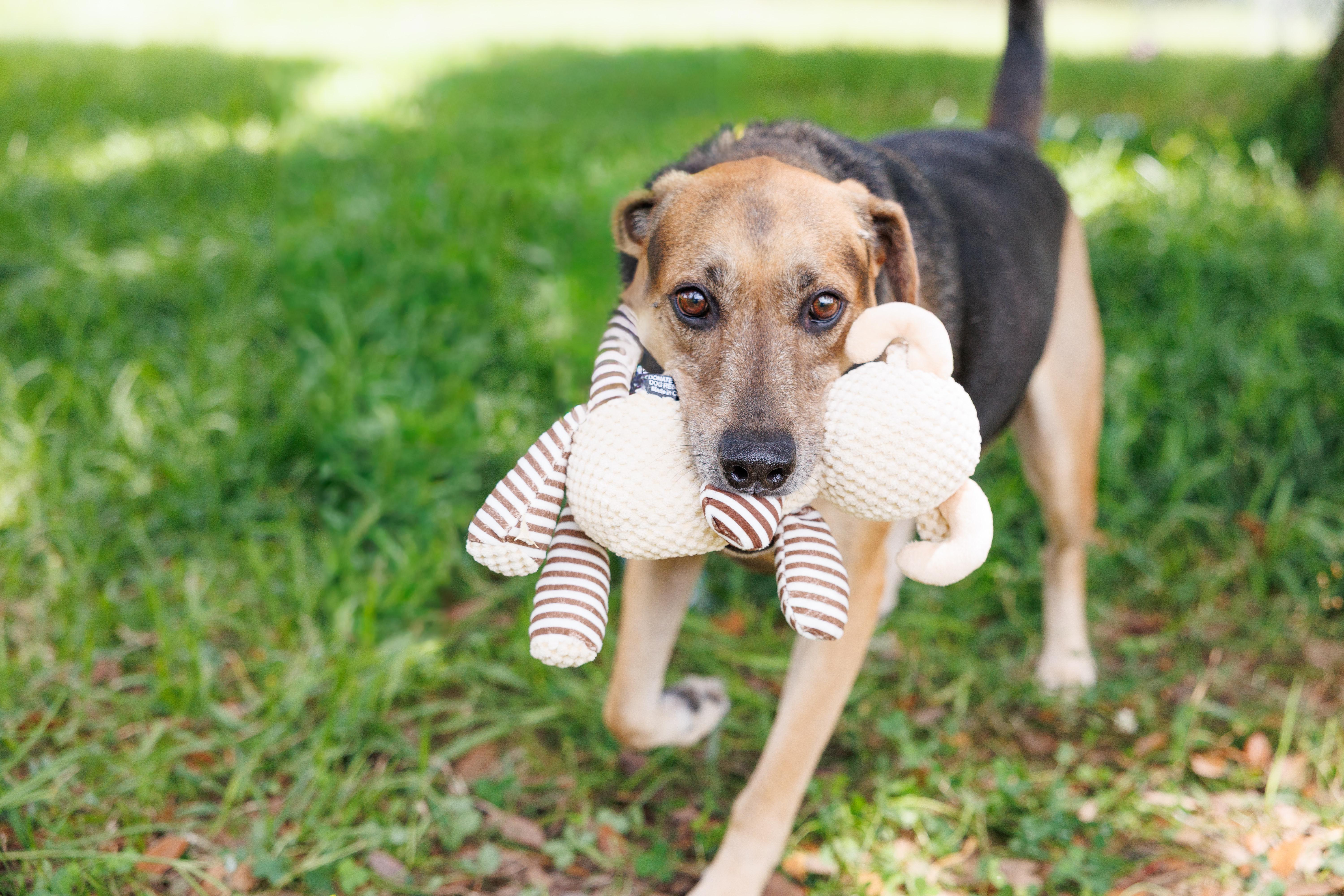 Enlarge Copper, a Adoptable mixed breed in Albany, NY image 4/6