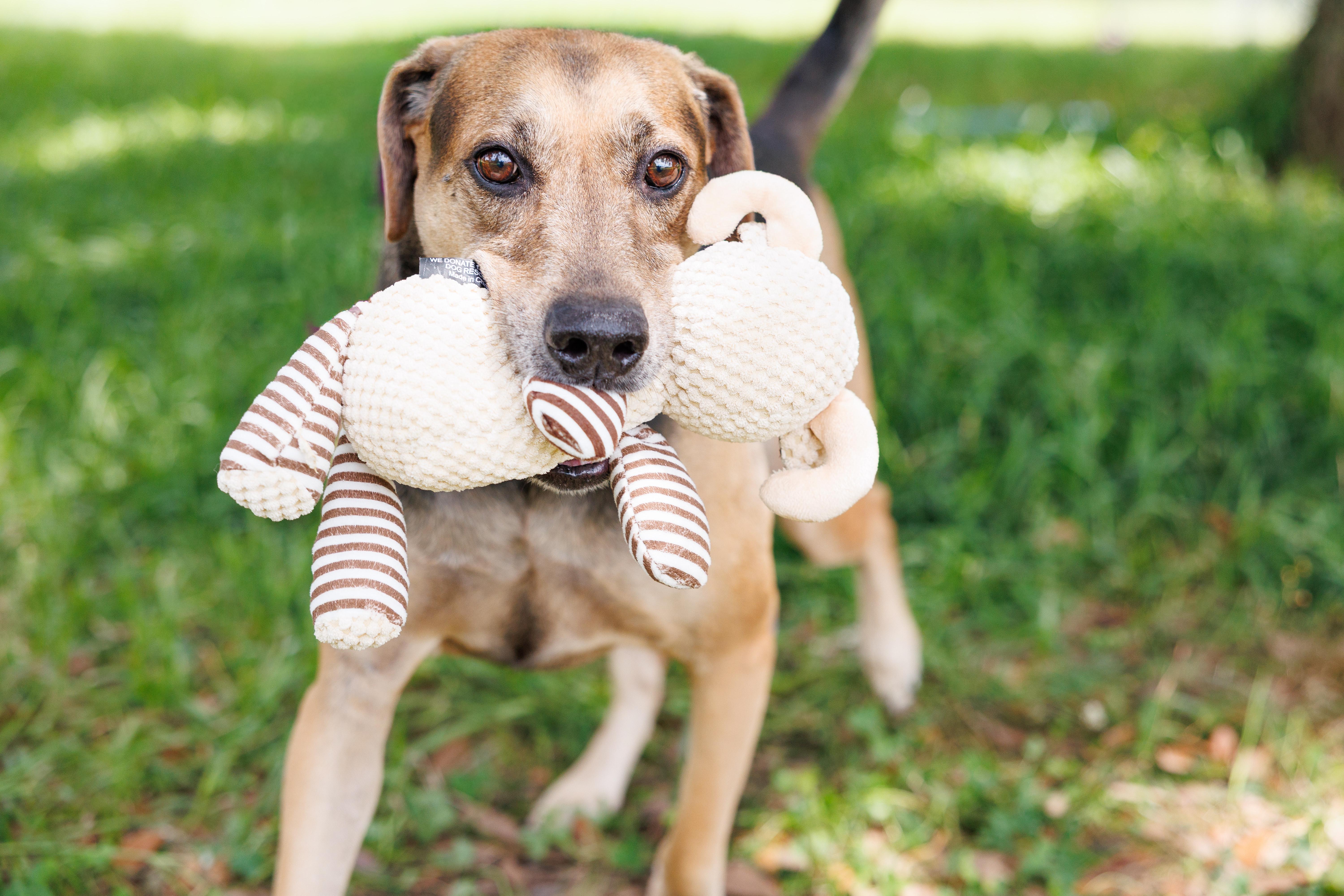 Copper, Adoptable, Adult Male Hound.