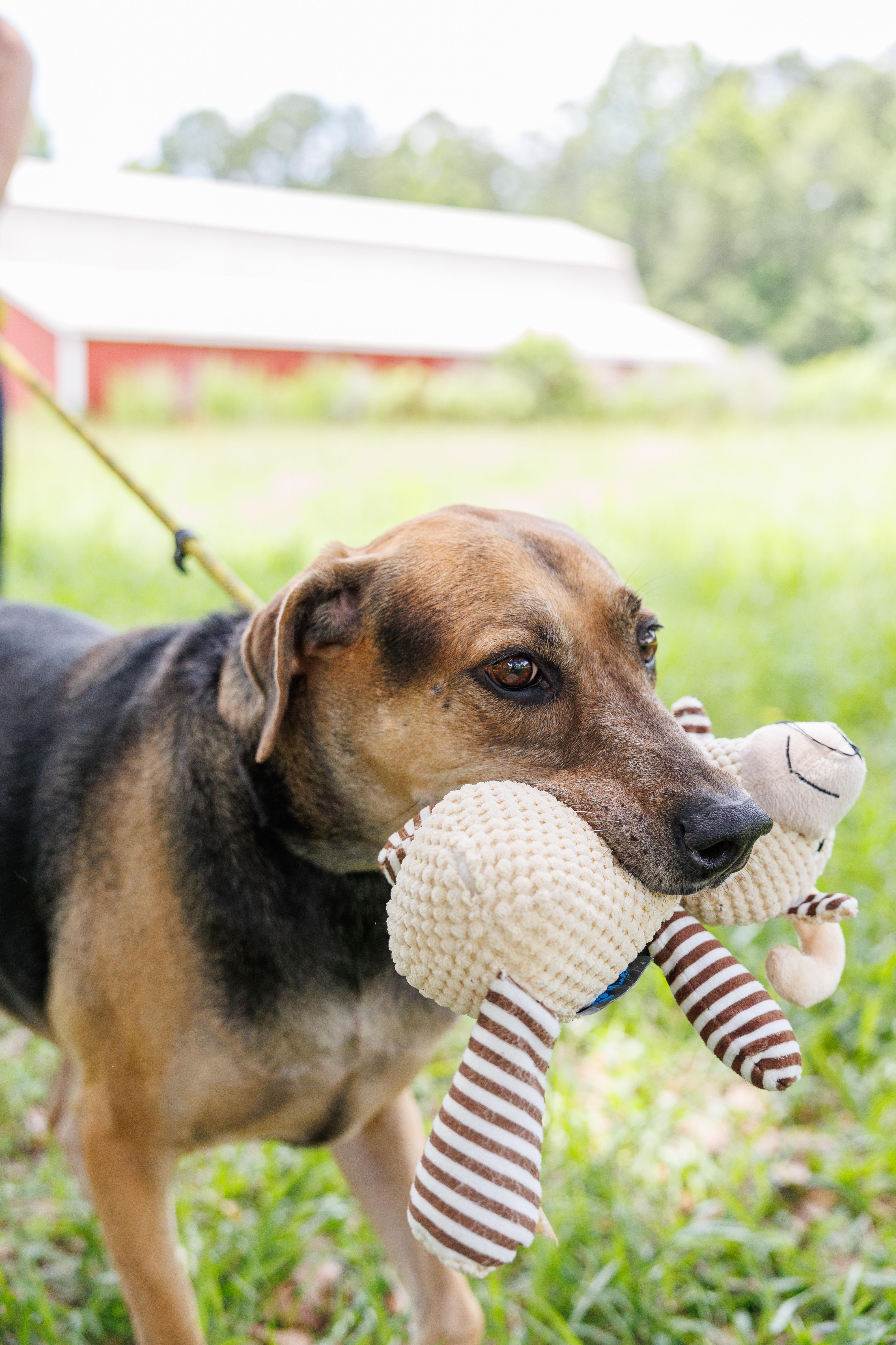 Enlarge Copper, a Adoptable mixed breed in Albany, NY image 3/6