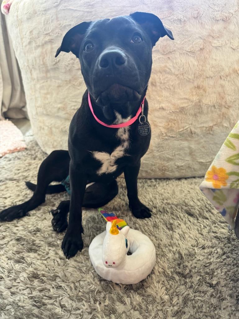 Barbara, Adoptable, Puppy Female Pit Bull Terrier.