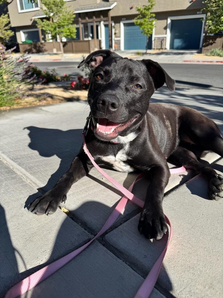 Barbara, a Adoptable Pit Bull Terrier in Reno, NV image 3/5