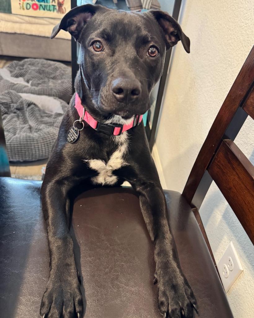 Barbara, a Adoptable Pit Bull Terrier in Reno, NV image 4/5