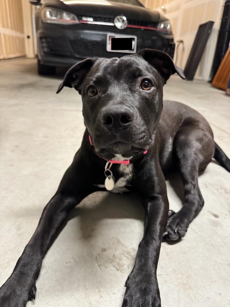 Barbara, a Adoptable Pit Bull Terrier in Reno, NV image 5/5