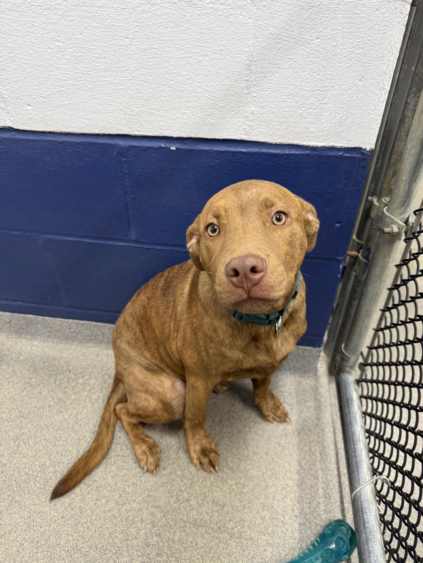 Enlarge Pudge 5mo AVA 10/7, a Adoptable Terrier in Sterling, MA image 1/1