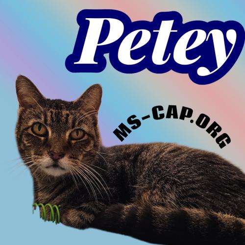 Petey Brookes, Adoptable, Adult Female Tabby & Domestic Short Hair.