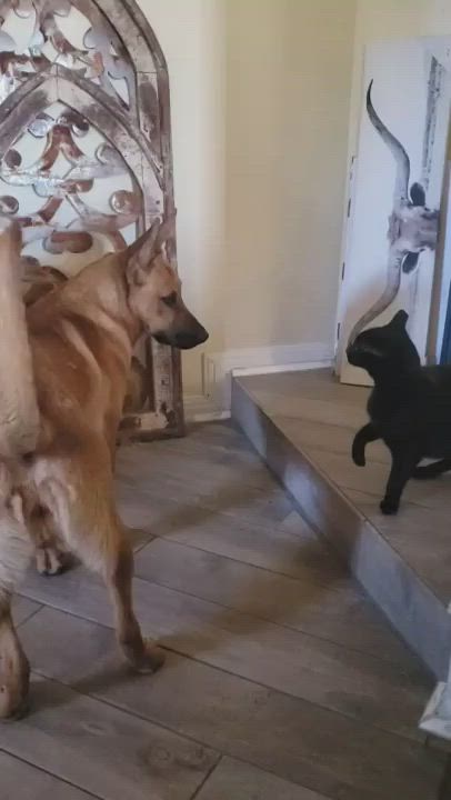 Enlarge Roxie, a Adopted mixed breed in Austin, TX video 5/9