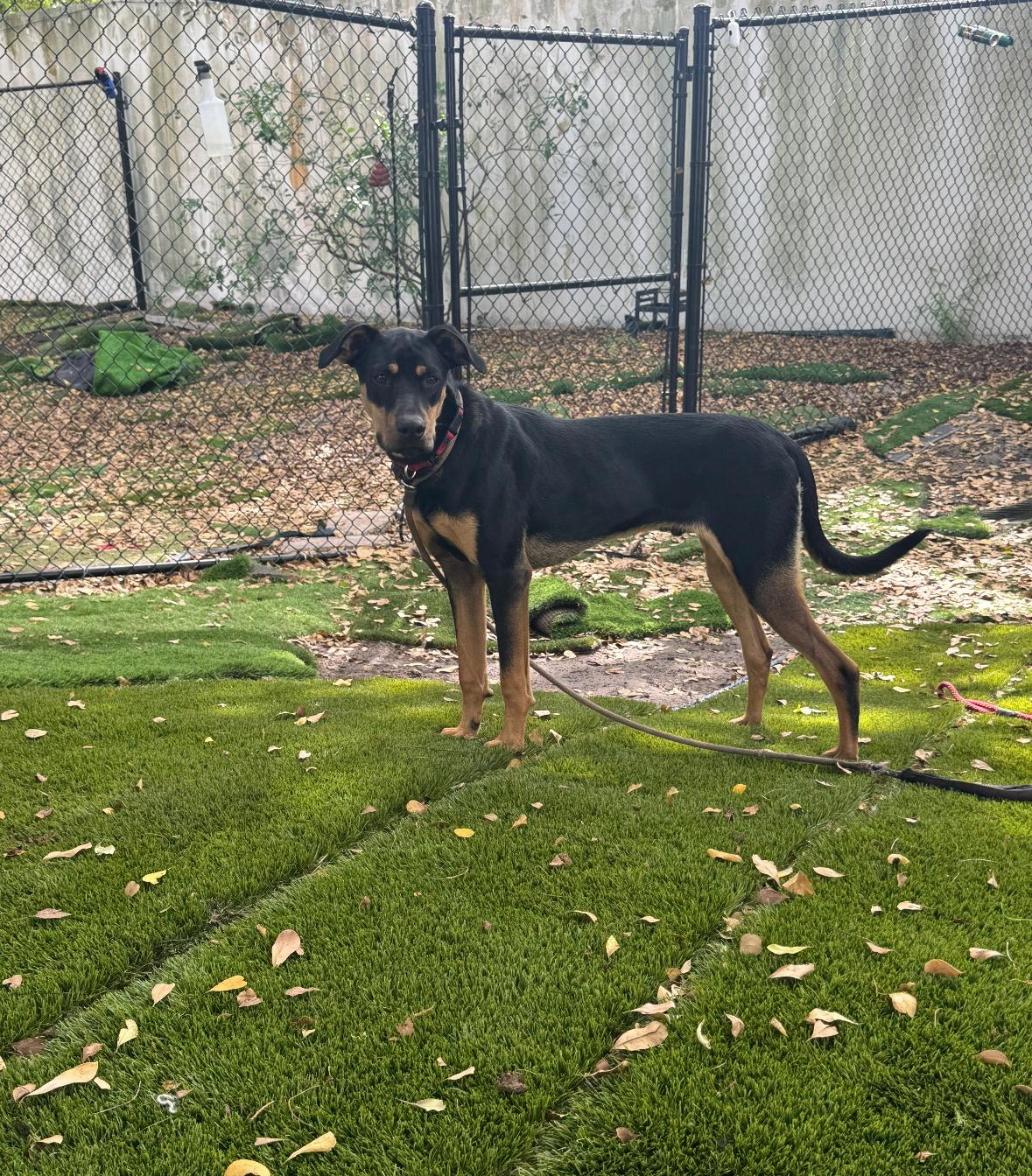 Enlarge Benito, a Adoptable Mixed Breed in Lauderhill, FL image 2/2
