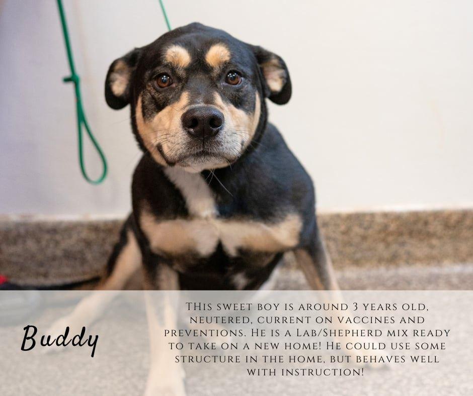 Enlarge Buddy, a ADOPTABLE mixed breed in Junction City, KS image 1/1