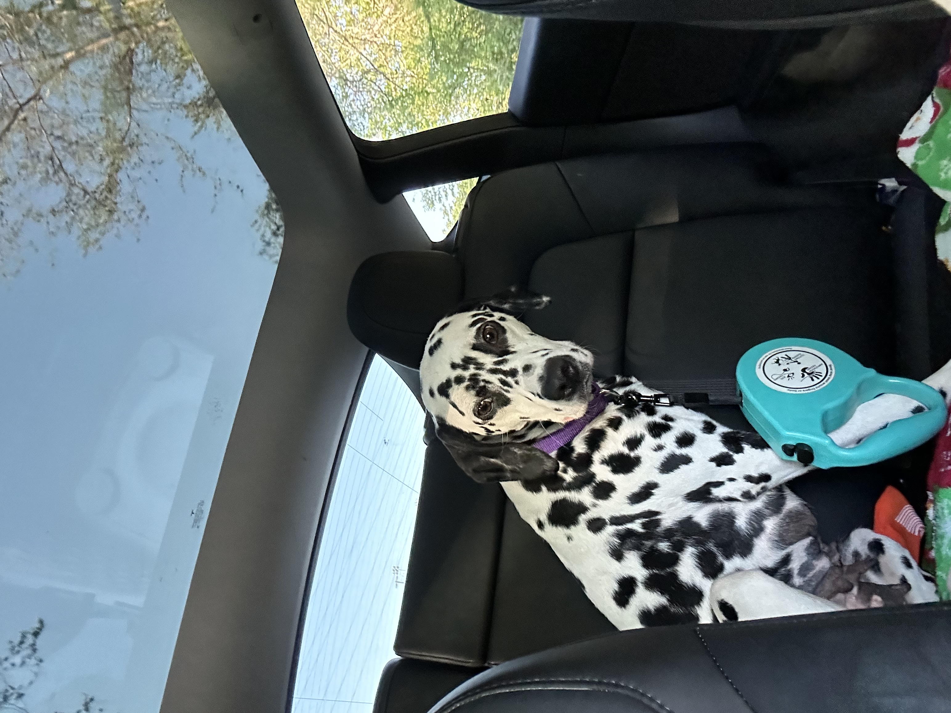 Wink, a Adopted Dalmatian in Powell, TN image 4/4