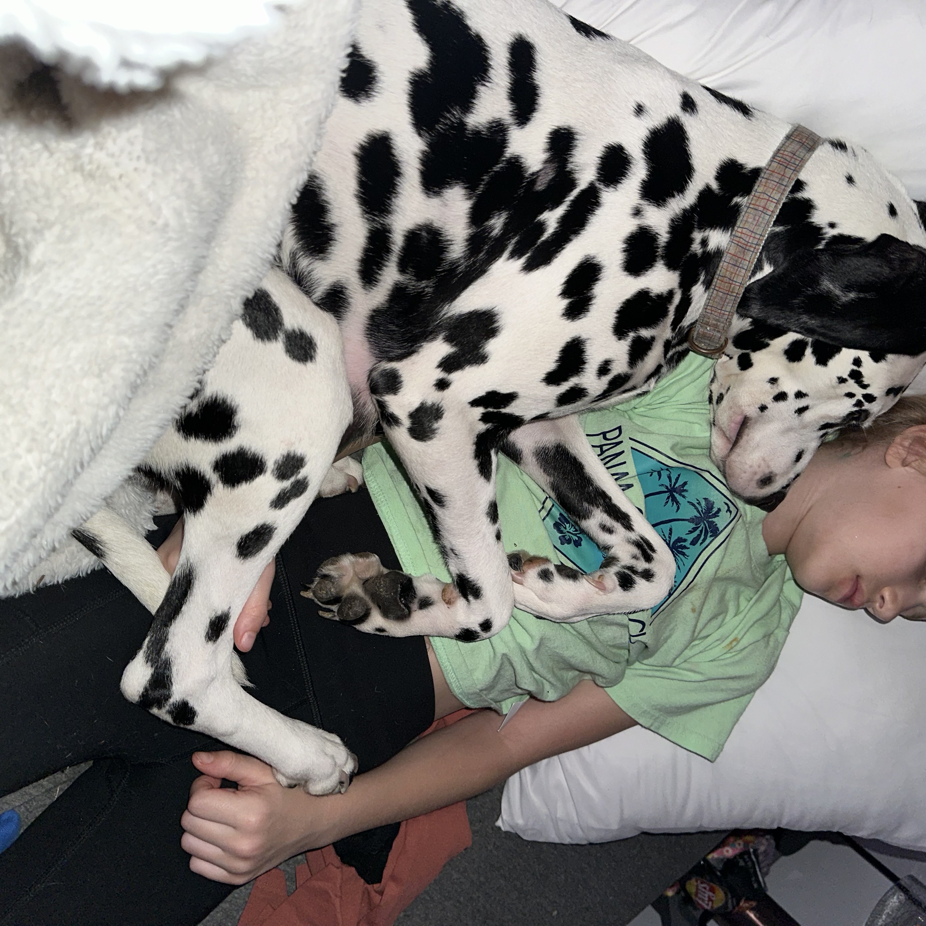 Wink, a Adopted Dalmatian in Powell, TN image 2/4