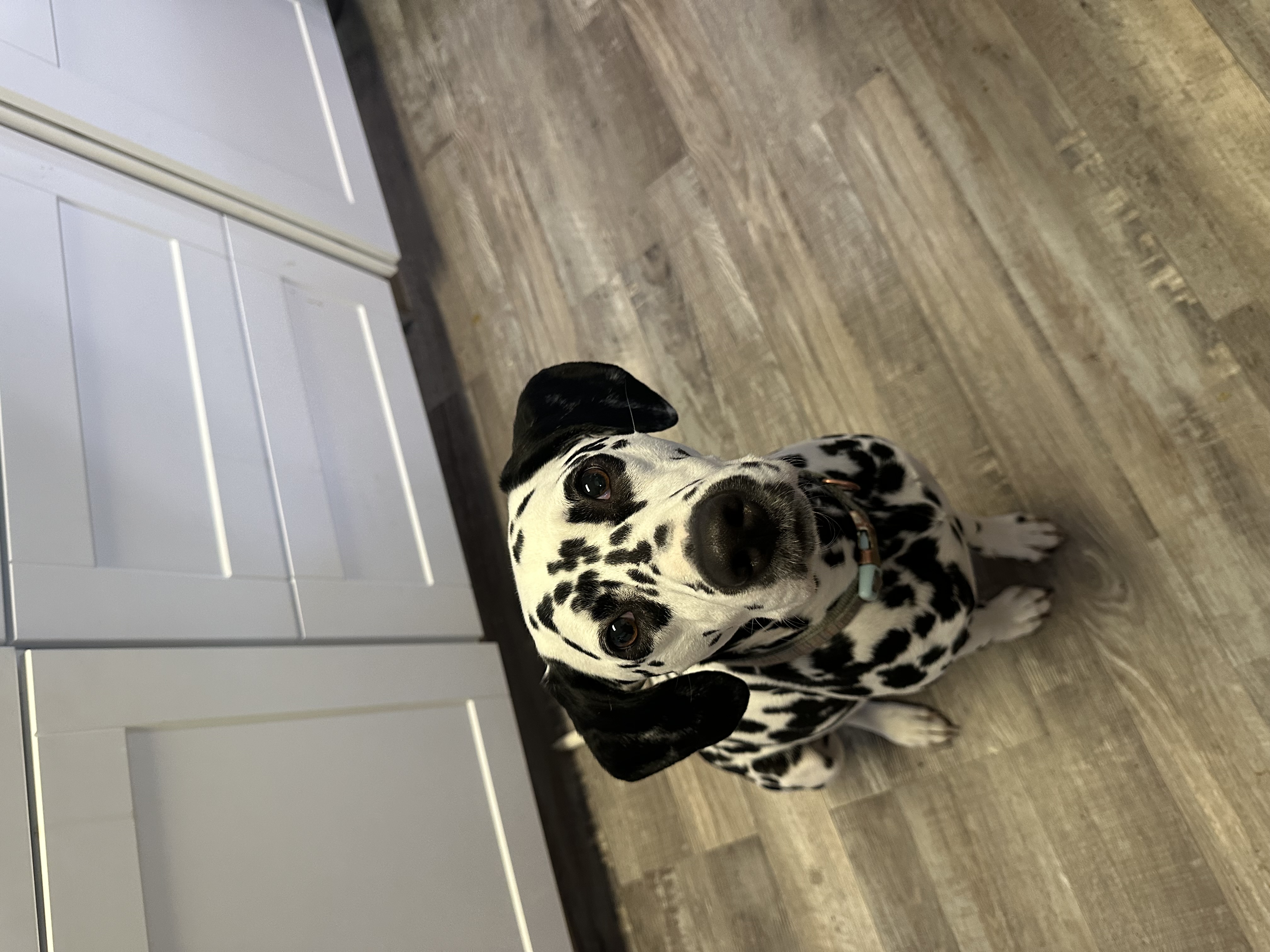 Wink, a Adopted Dalmatian in Powell, TN image 1/4