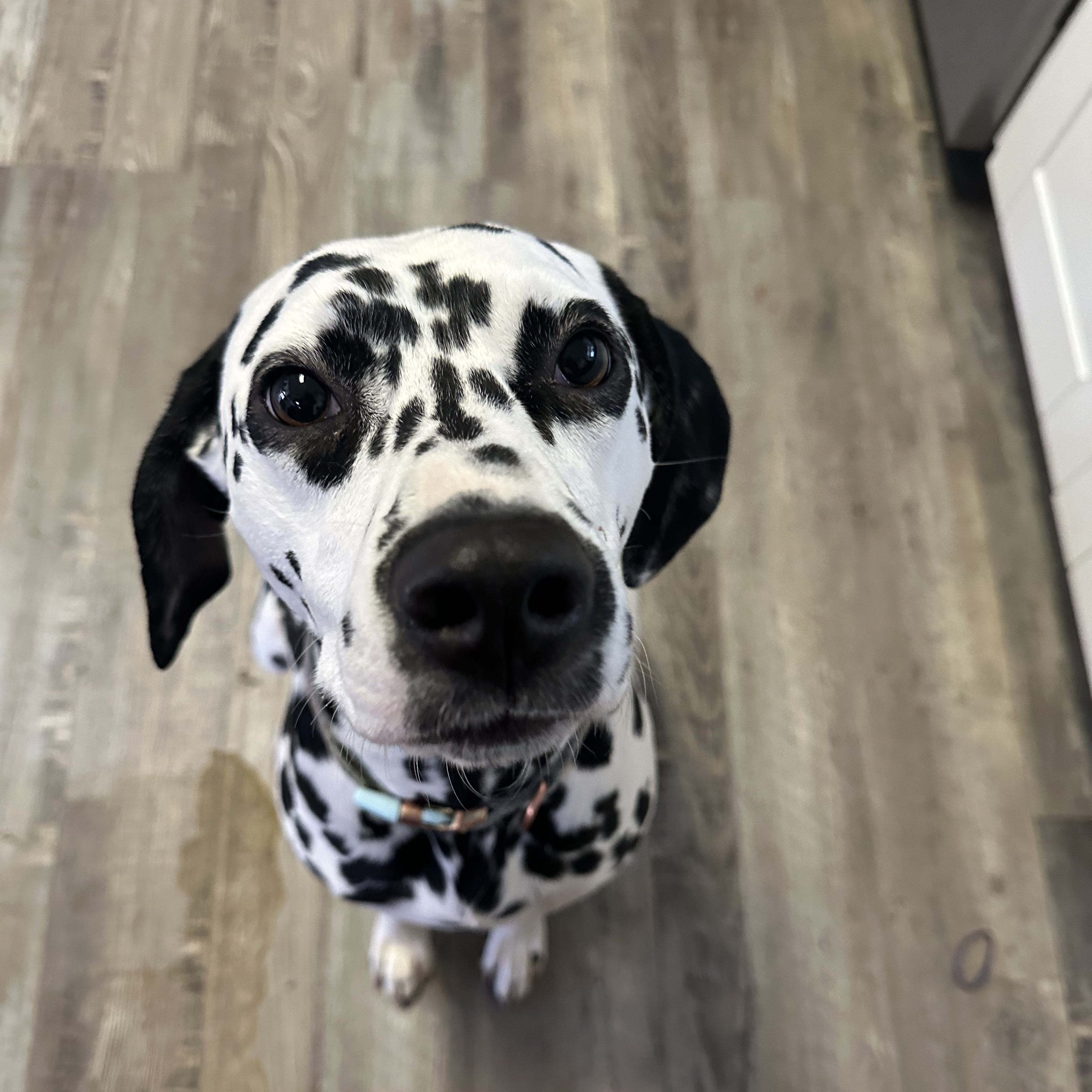 Wink, a Adopted Dalmatian in Powell, TN image 3/4