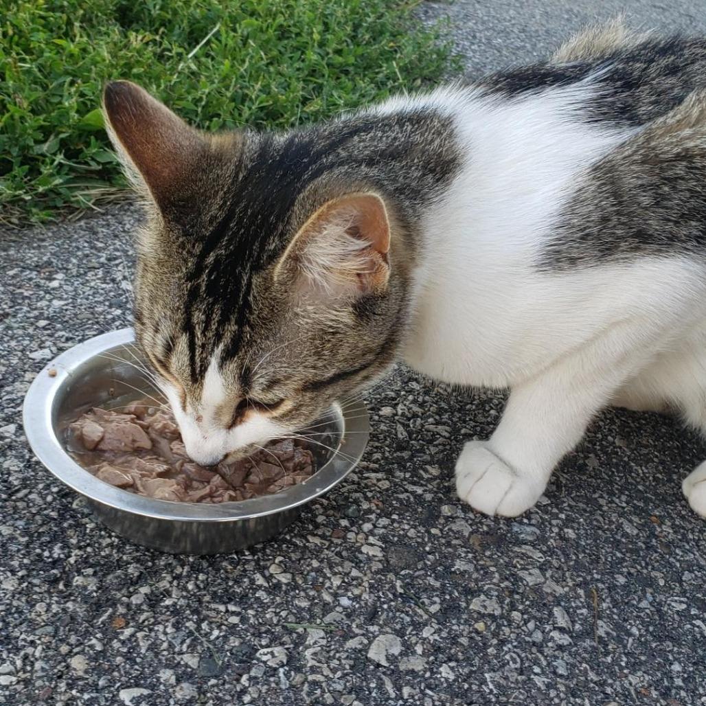 Stash, Adoptable, Adult Male Domestic Short Hair.