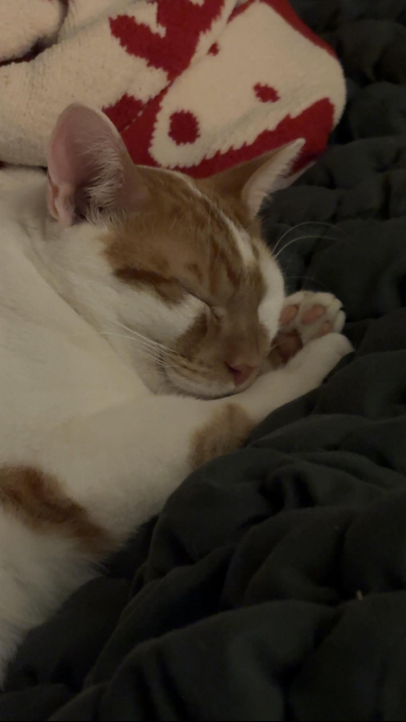 Enlarge Kermit, an adoptable mixed breed in Falmouth, ME image 3/5