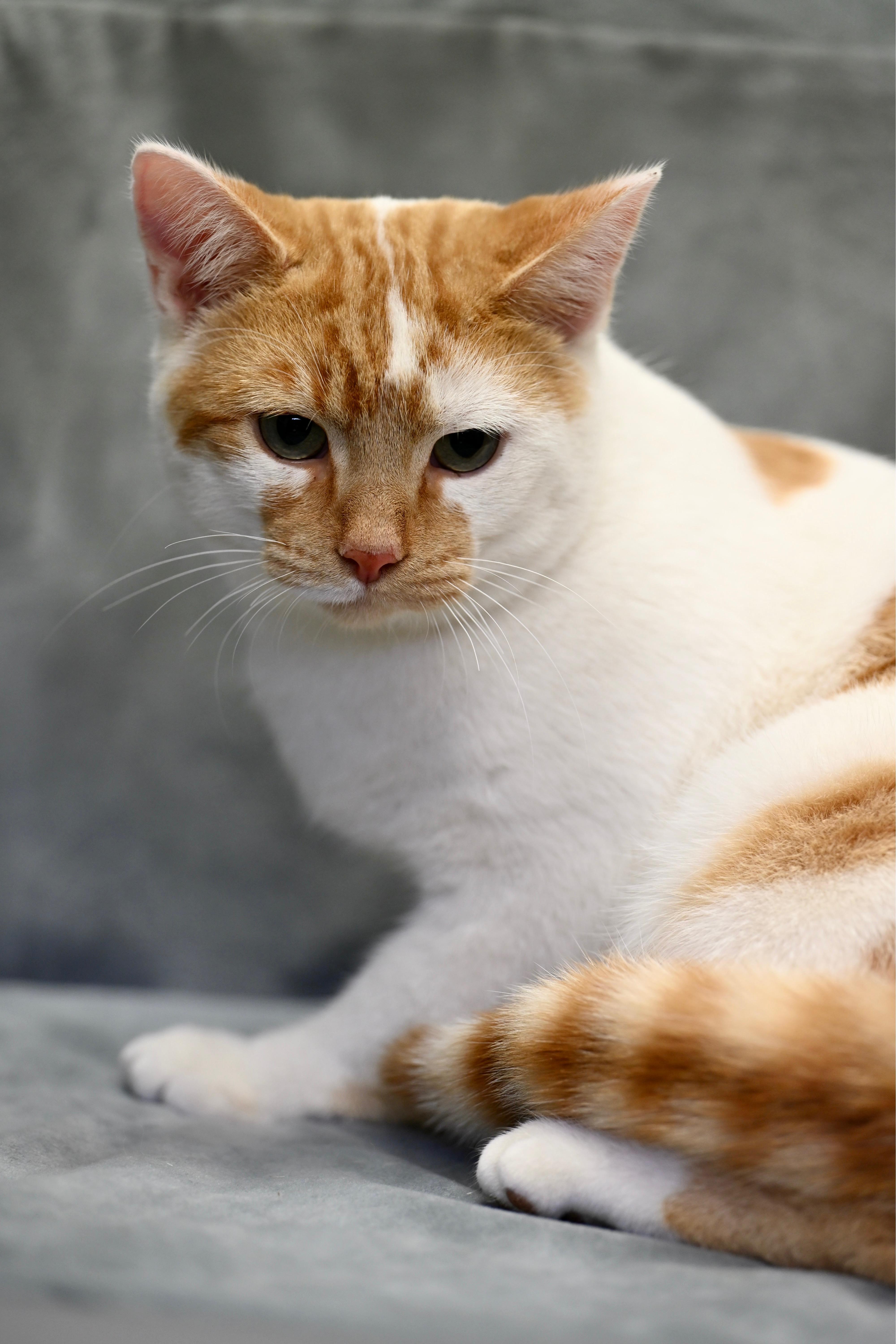 Enlarge Kermit, an adoptable mixed breed in Falmouth, ME image 4/5