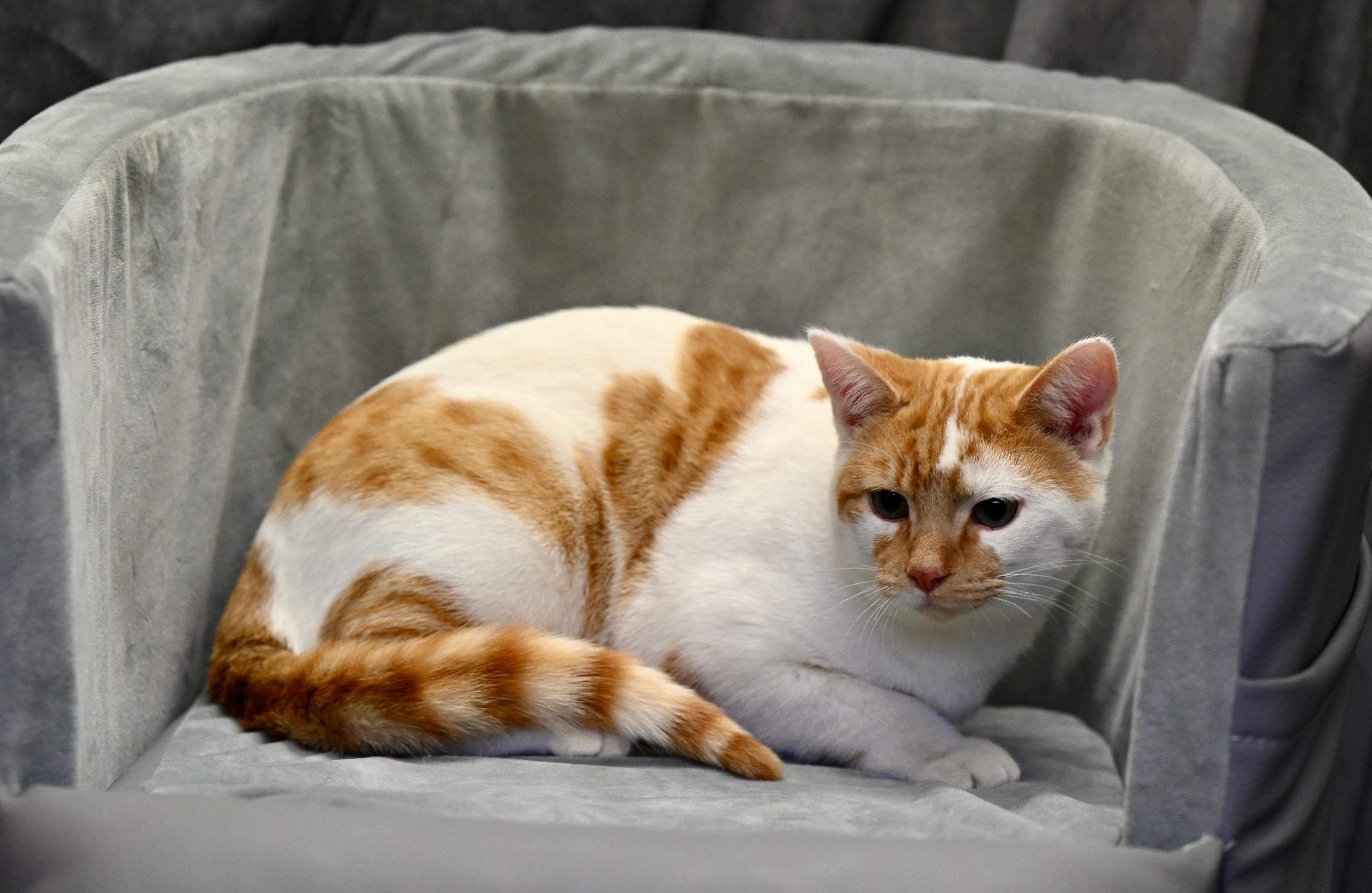 Enlarge Kermit, an adoptable mixed breed in Falmouth, ME image 5/5