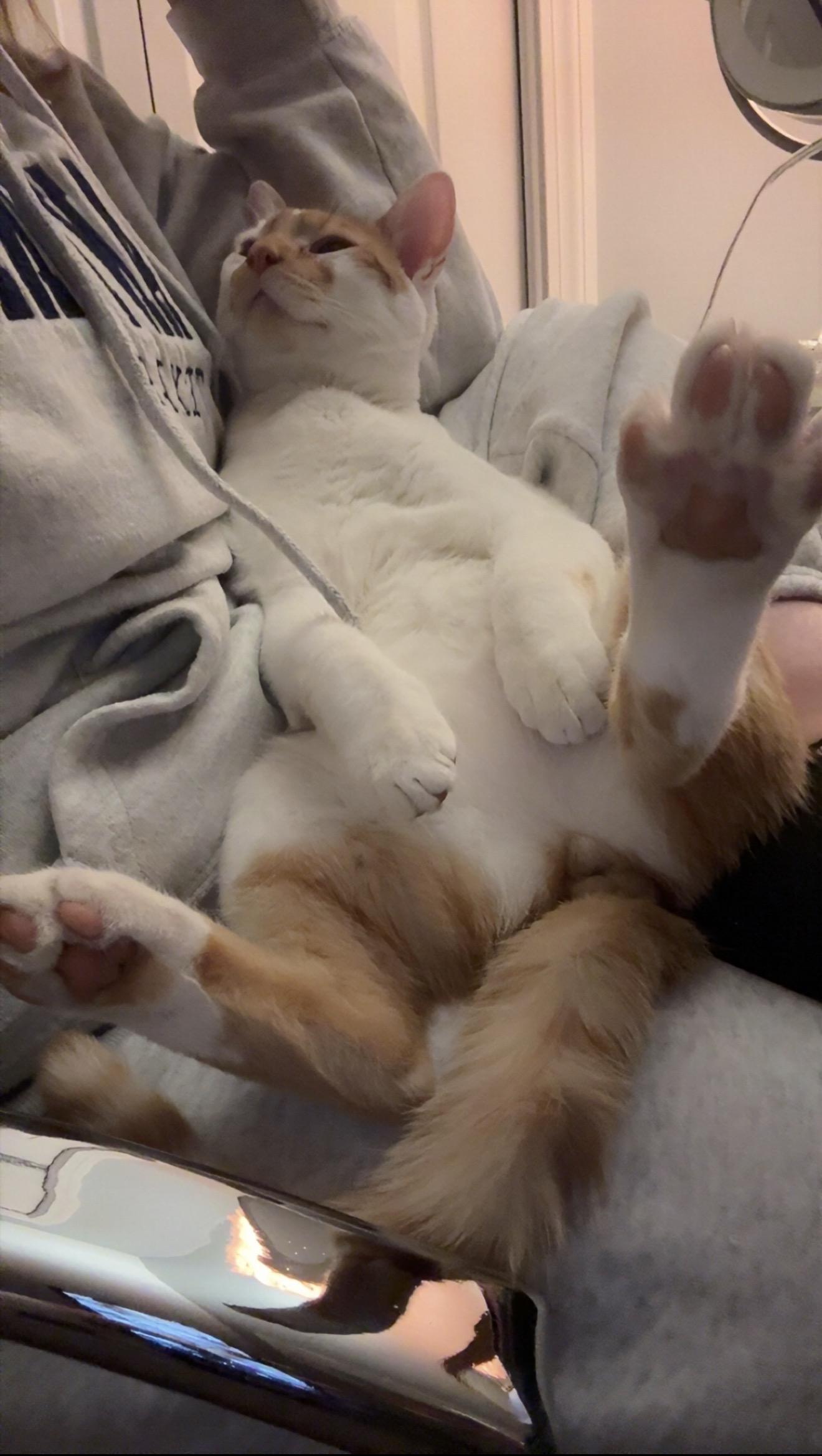 Enlarge Kermit, an adoptable mixed breed in Falmouth, ME image 2/5