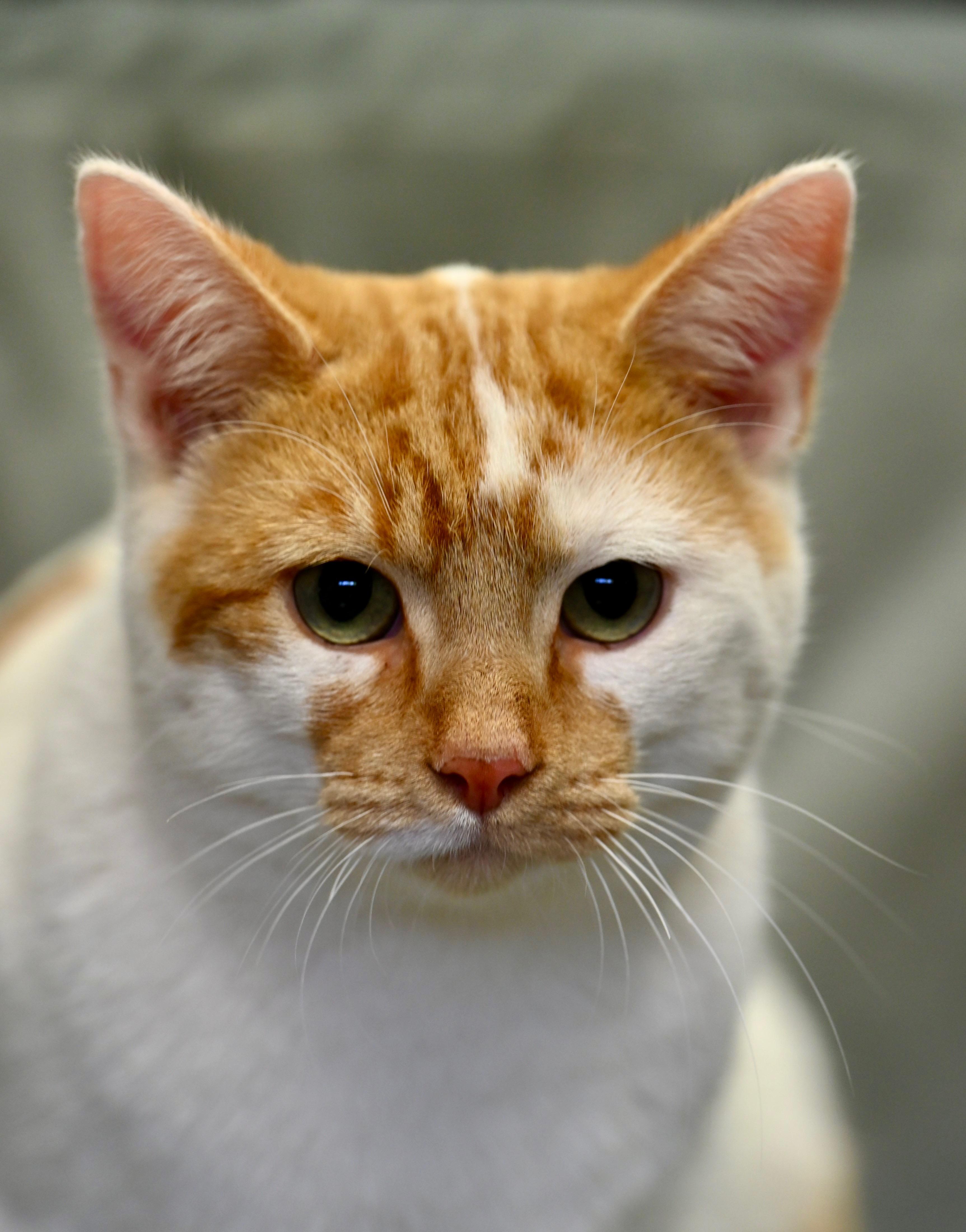 Enlarge Kermit, an adoptable mixed breed in Falmouth, ME image 1/5