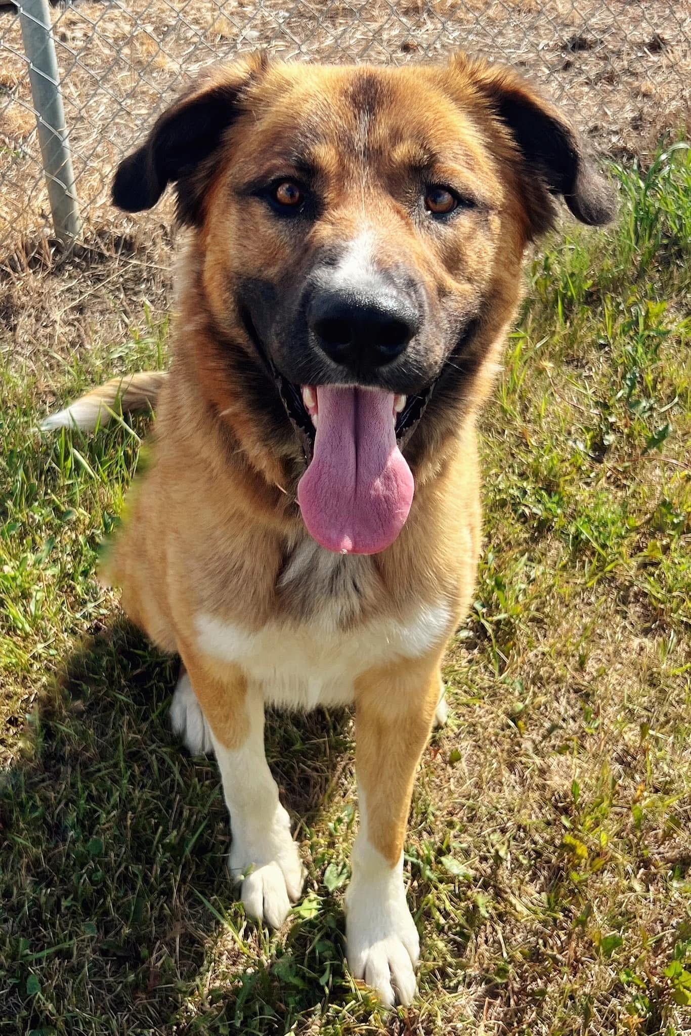Buck, Adoptable, Adult Male Shepherd.