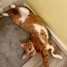 Ginger, Adoptable, Young Female Domestic Short Hair & Tabby.